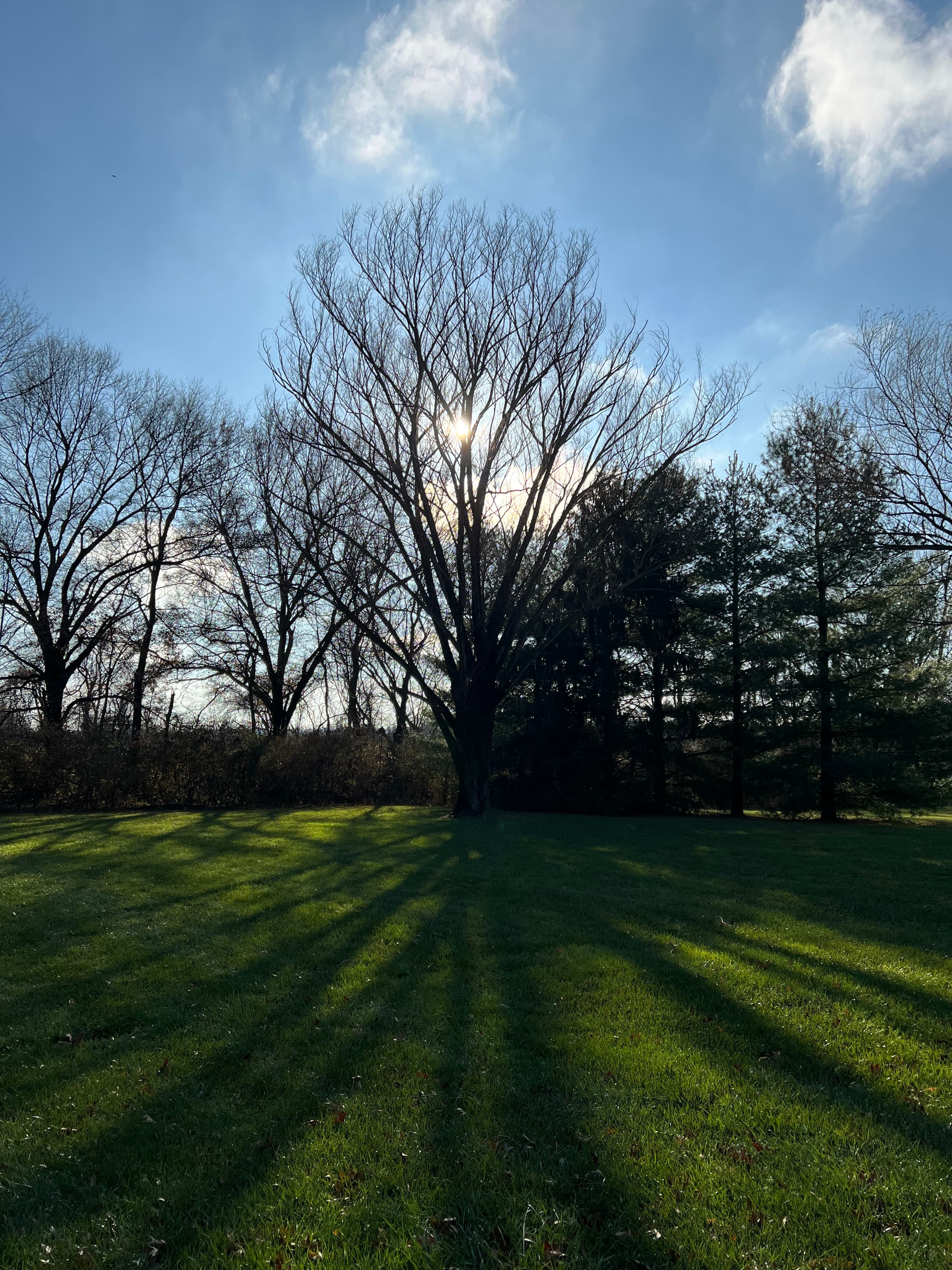 tree